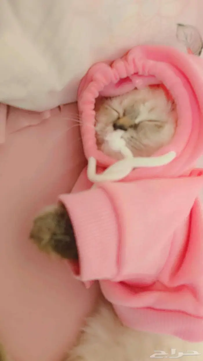 للبيع قط   قطة مع تجهيز كامل   فرصة نادرة لمحبي القطط 4