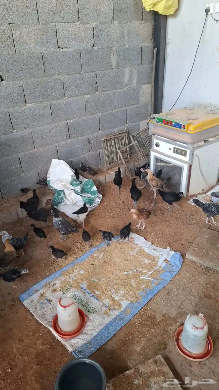 صوص دجاج بلدي 0