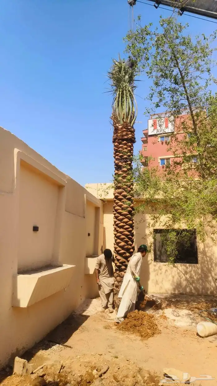 نخل مثمر صقعي اخلاص خضري سكري برحي نخل زينه 2