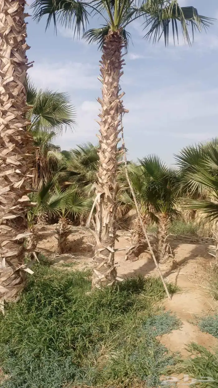 يوجد لدينا نخل جثايث كبار وفروخ مقلوع 3