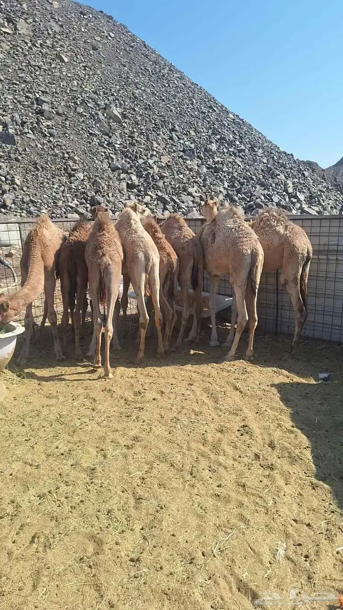 حشو المدينة العدد 9 3