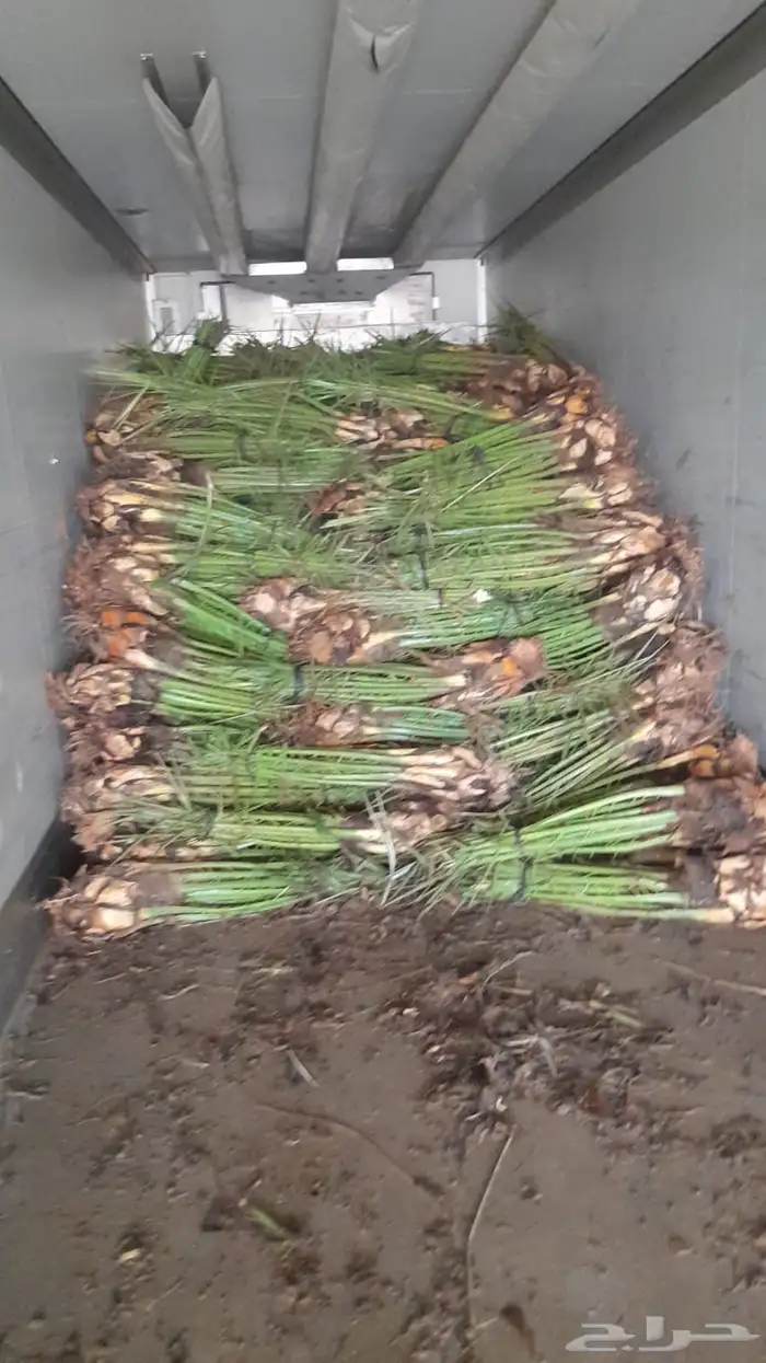 نخل فسايل ونقايل 1