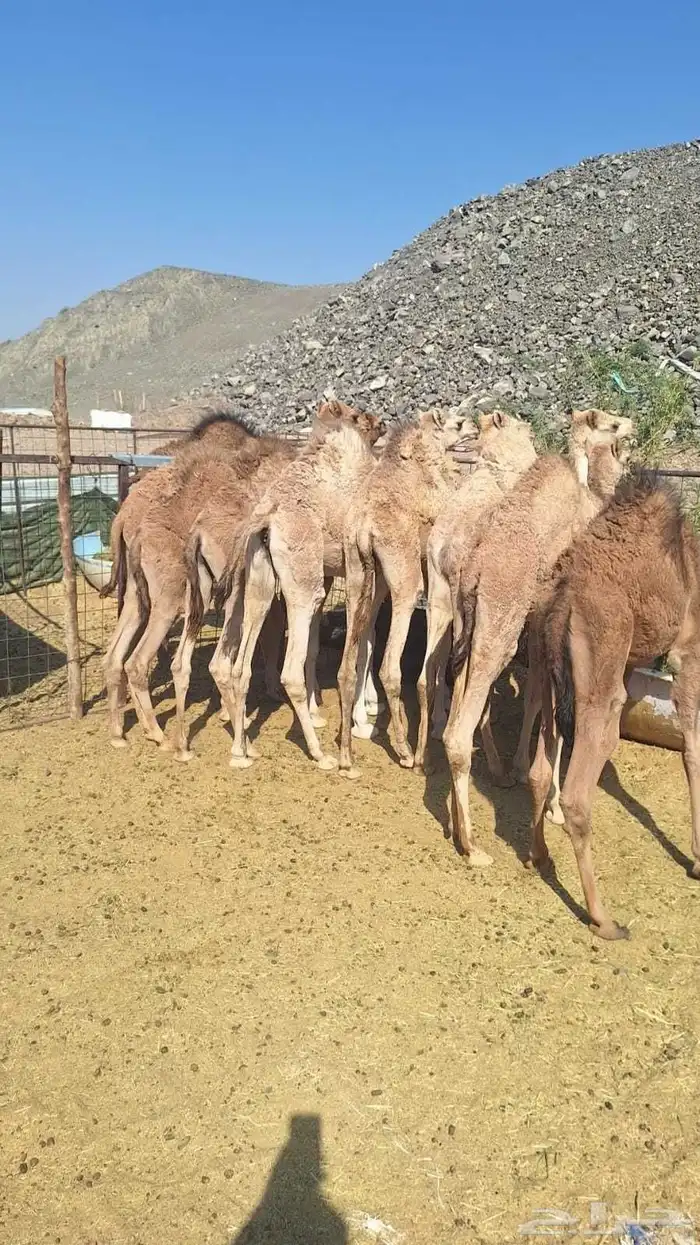 حشو المدينة العدد 9 0