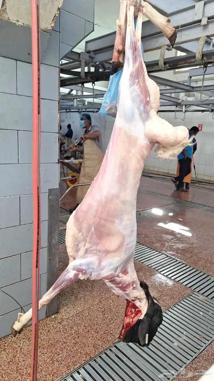 ذبيحة بربري الوزن لحم من 13-17 كجم 1