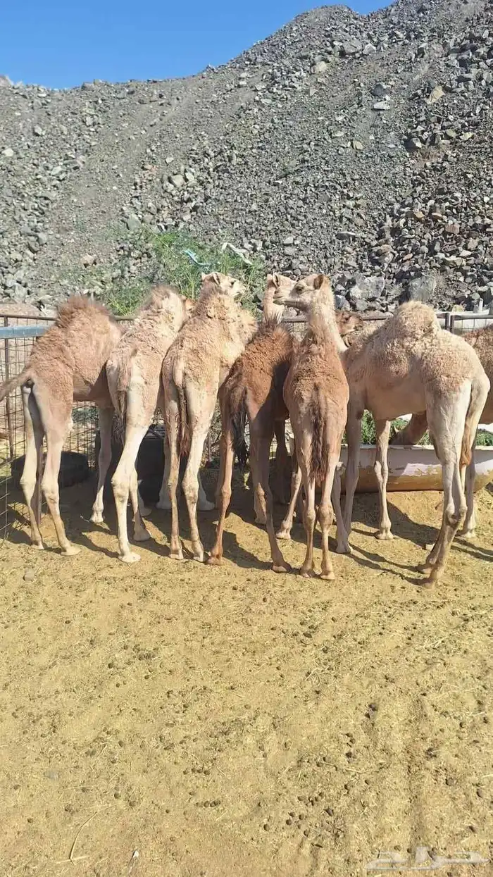 حشو المدينة العدد 9 1