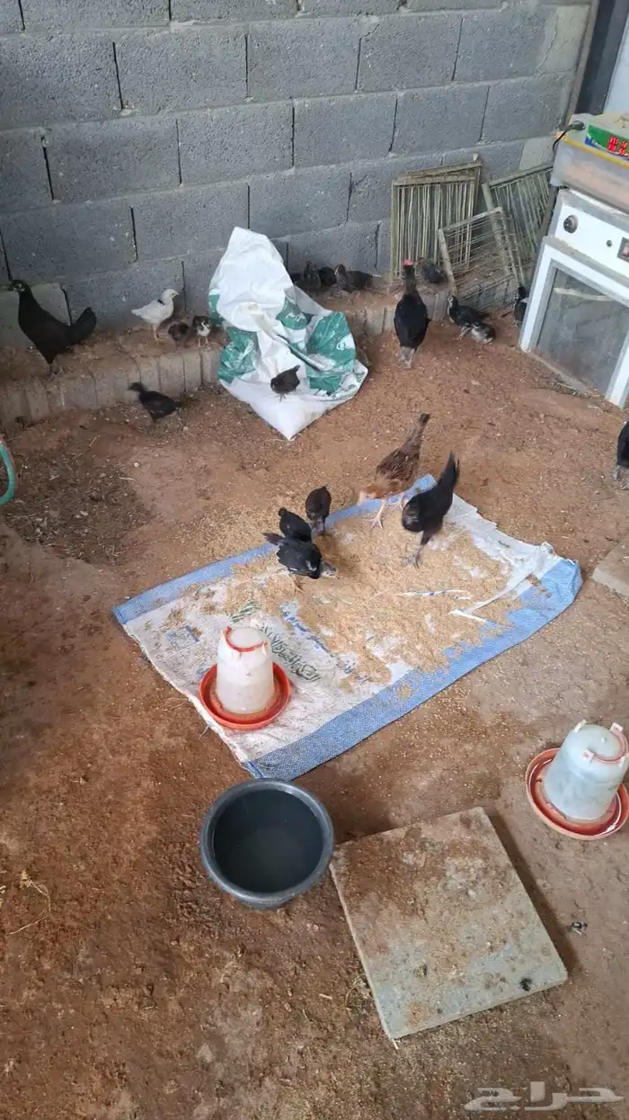 صوص دجاج بلدي 1