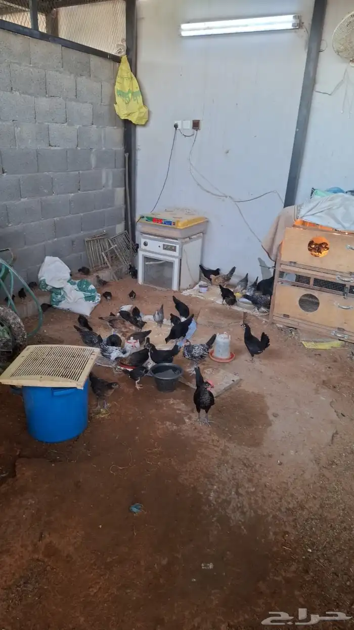 صوص دجاج بلدي 3