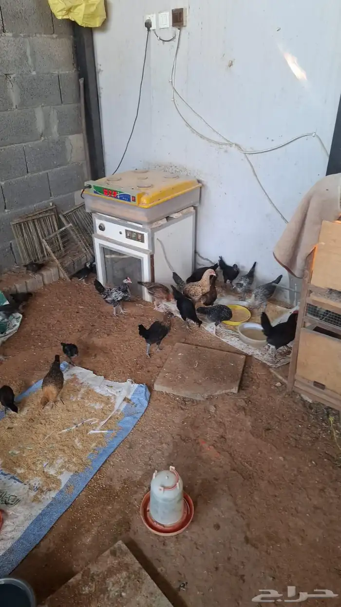 صوص دجاج بلدي 2