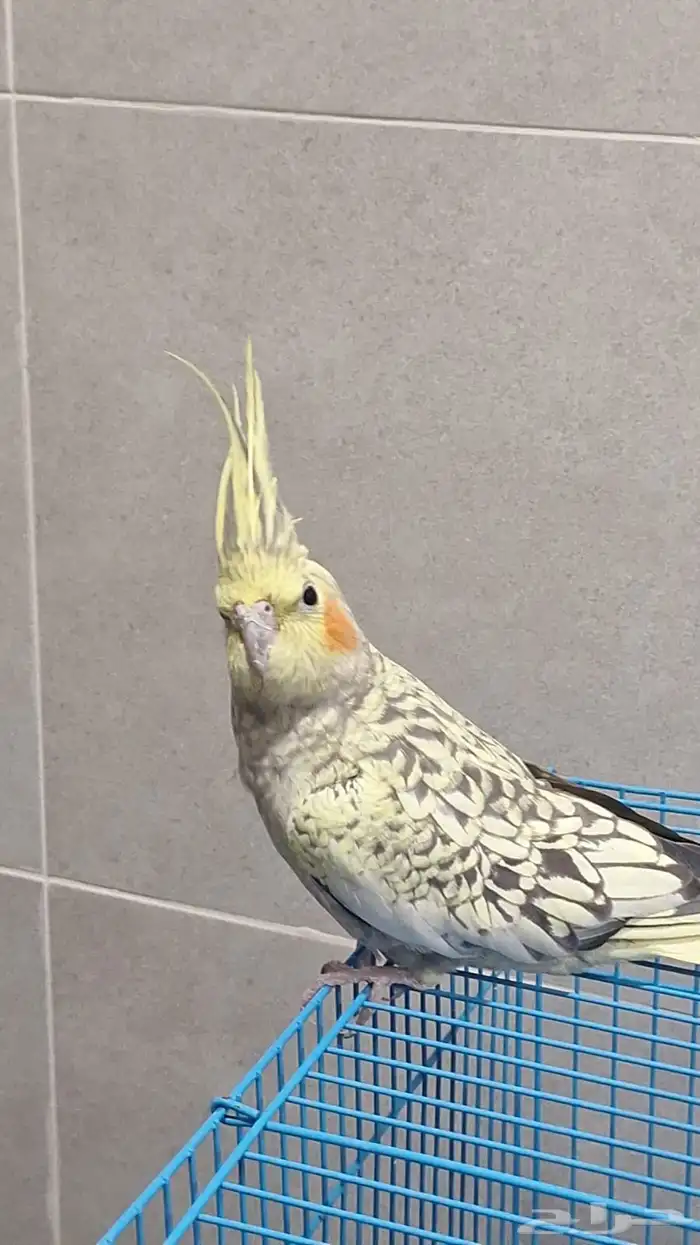 طير كروان ذكر اليف 0