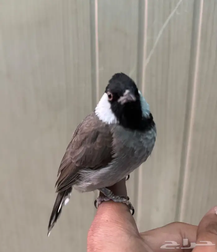 ذكر بلبل عربي 4