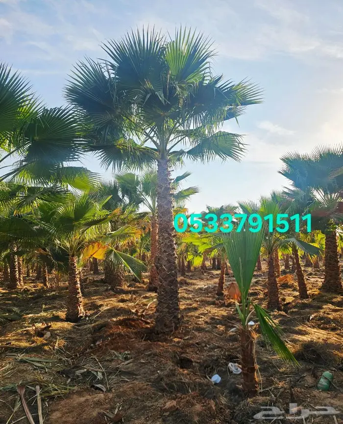 نخل واشنطني زينه 0