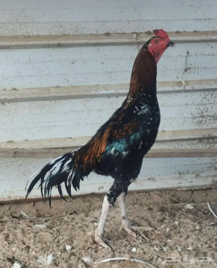 ديك سندي بيور 3