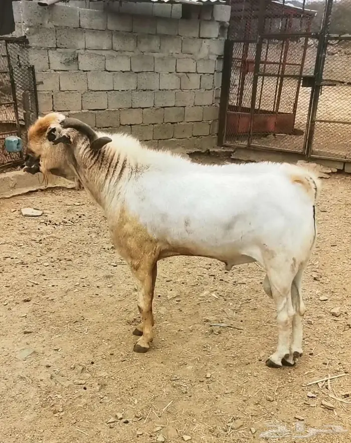 للبيع فحل بيشي صنف ومعرف 0