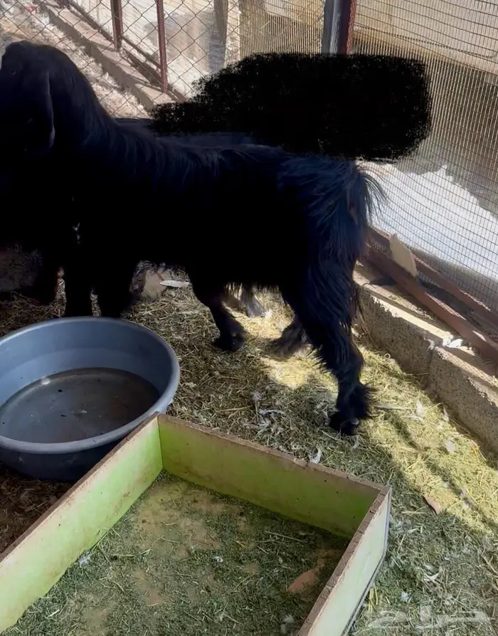 تيس بري لحم و شحم 0