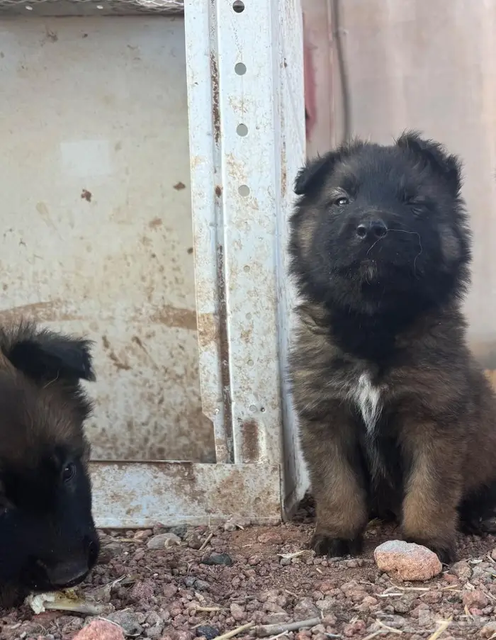 جراء (Malinois   German Shepherd) مستوى عالي 1