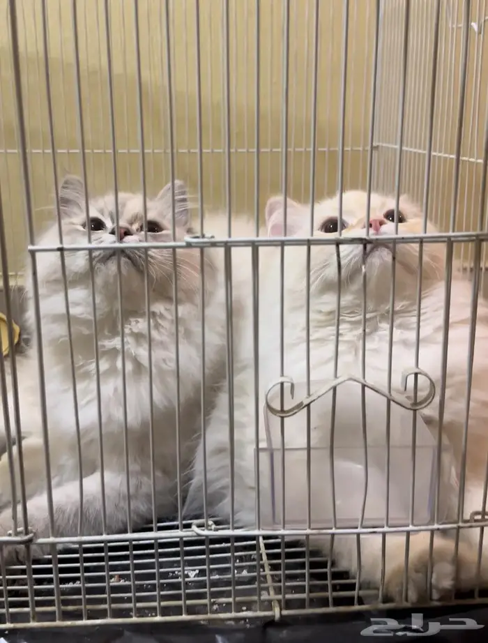 قطط هملايا ذكر وأنثى 0