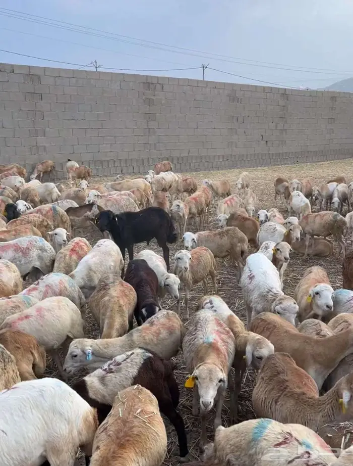 مكه اللحيانيه 1