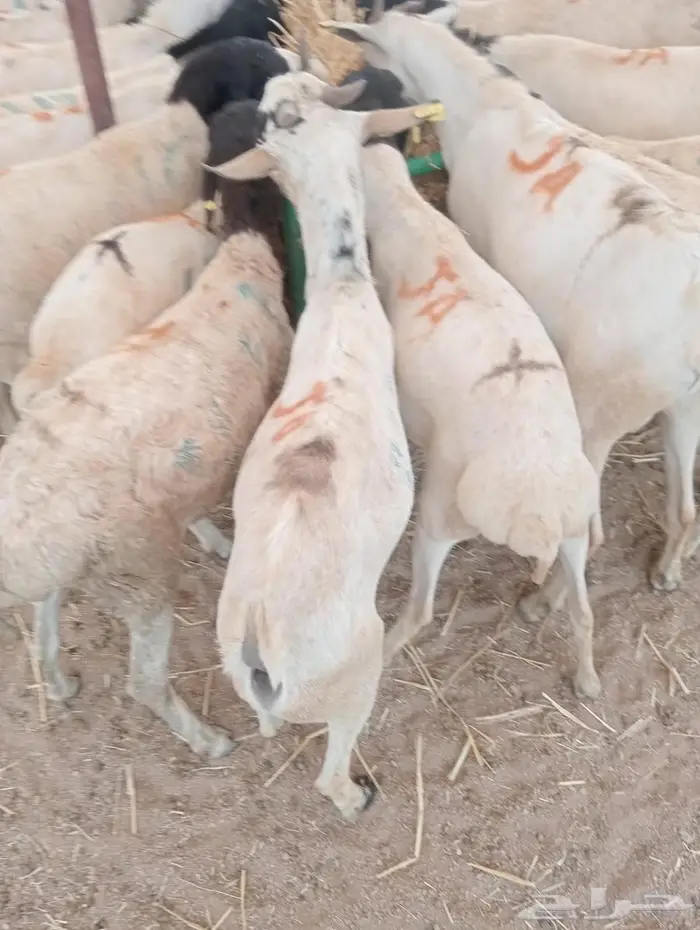 تيوس وبرابر على الفحص  وعلى الضمان 11