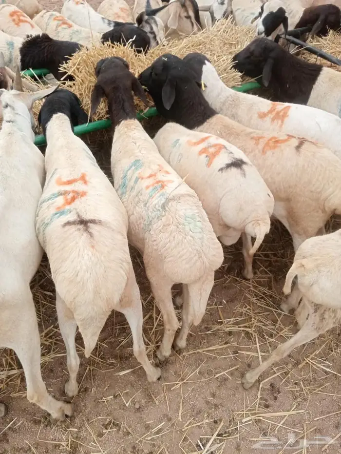 تيوس وبرابر على الفحص  وعلى الضمان 5