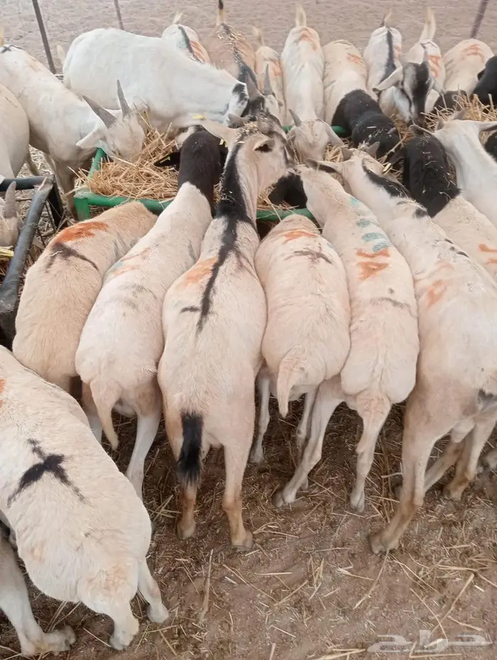 تيوس وبرابر على الفحص  وعلى الضمان 7