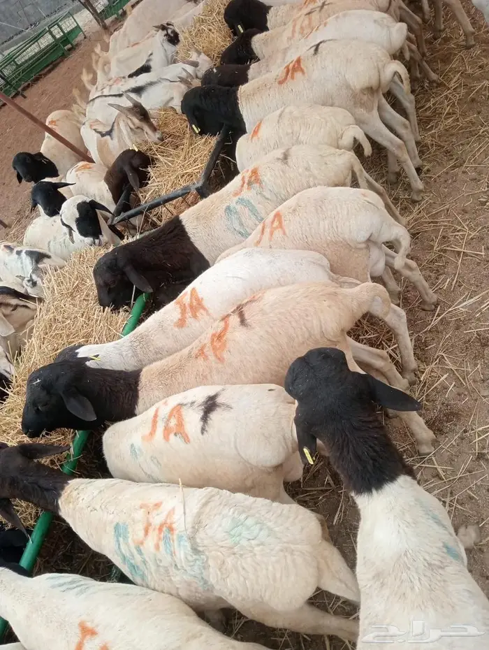 تيوس وبرابر على الفحص  وعلى الضمان 9