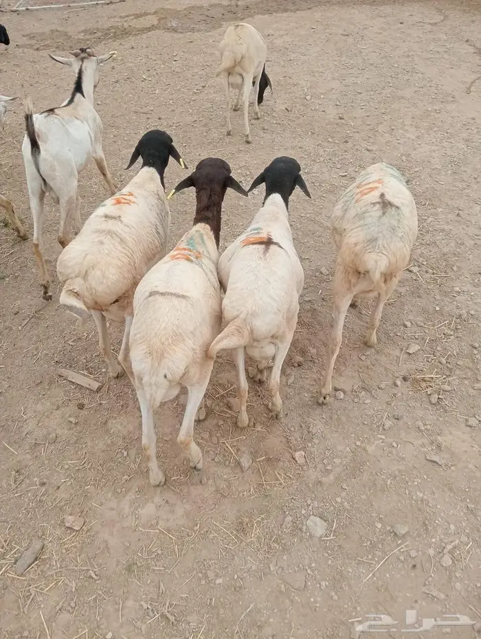 تيوس وبرابر على الفحص  وعلى الضمان 4