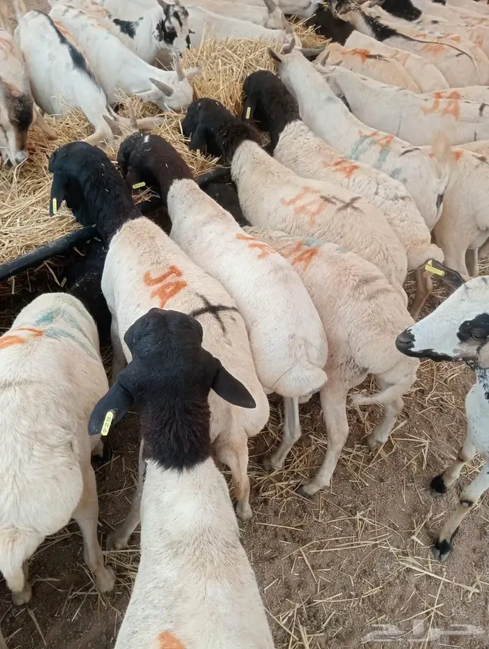 تيوس وبرابر على الفحص  وعلى الضمان 0