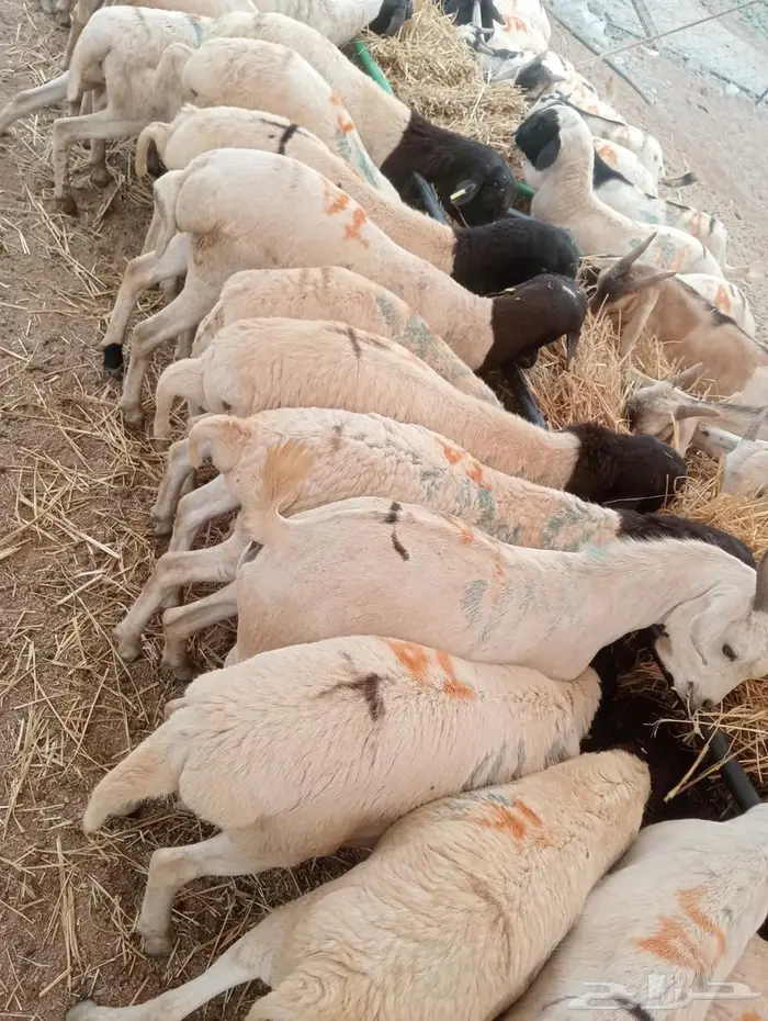 تيوس وبرابر على الفحص  وعلى الضمان 8