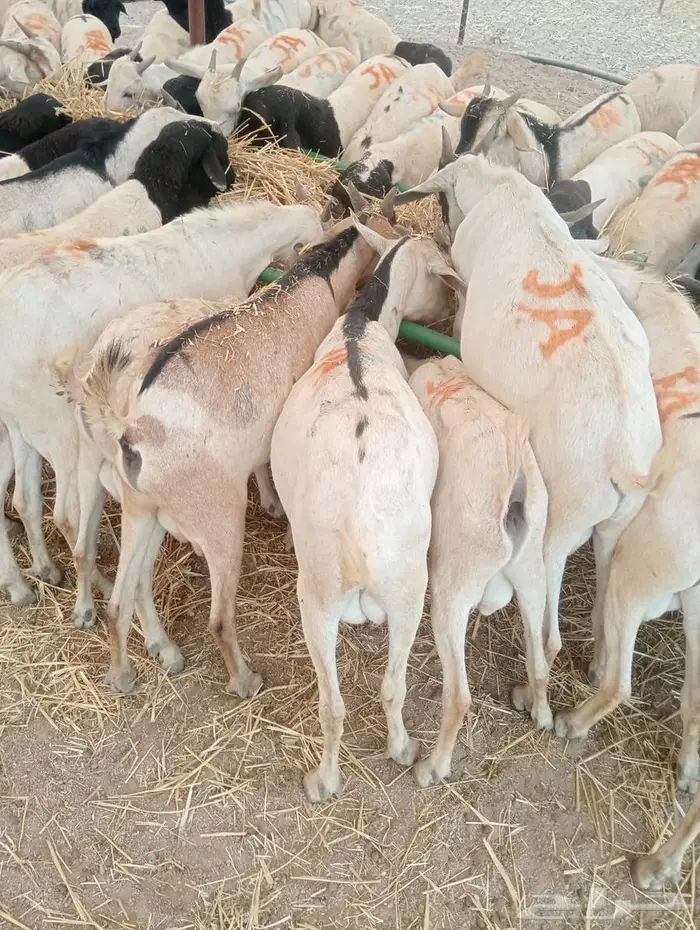 تيوس وبرابر على الفحص  وعلى الضمان 13