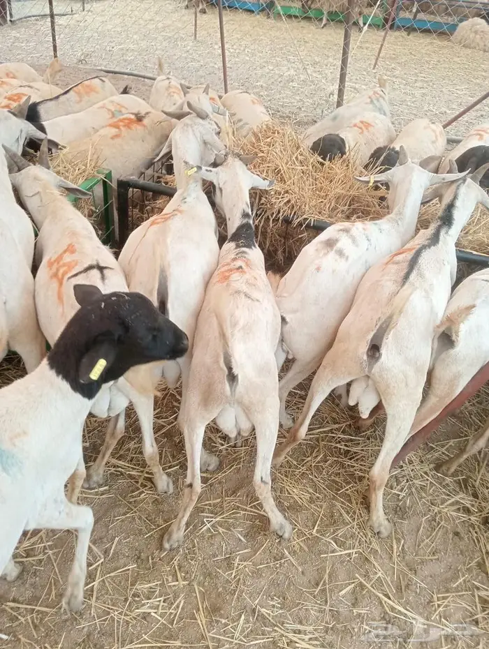 تيوس وبرابر على الفحص  وعلى الضمان 12