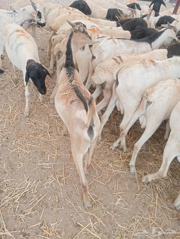 تيوس وبرابر على الفحص  وعلى الضمان 3