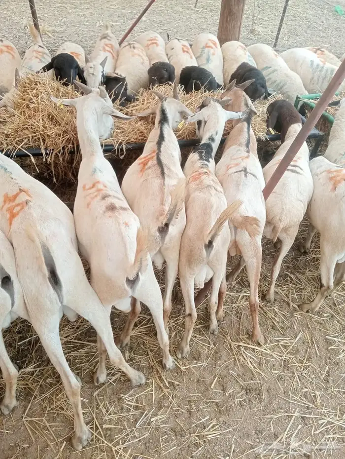 تيوس وبرابر على الفحص  وعلى الضمان 2