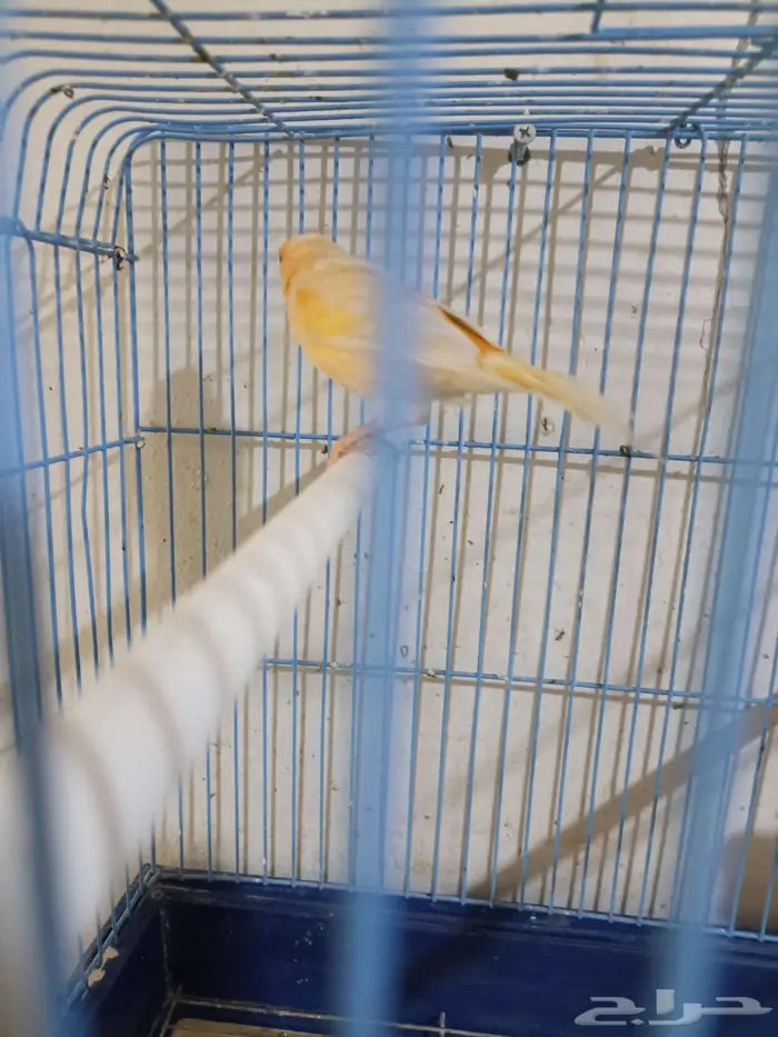 كناري سوري للبيع 0