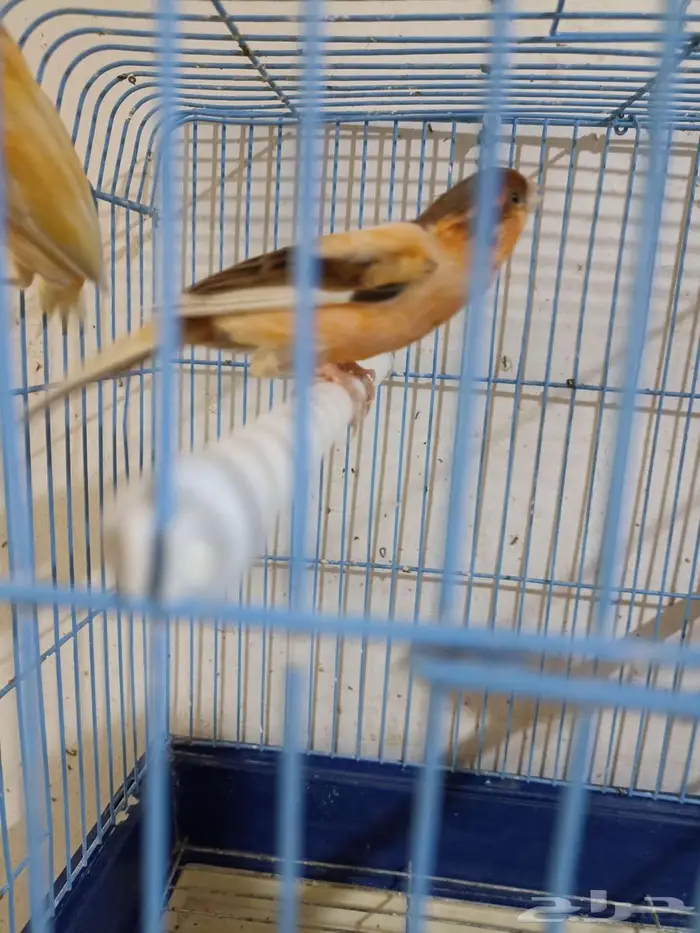 كناري سوري للبيع 1