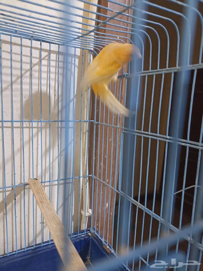 كناري سوري للبيع 3