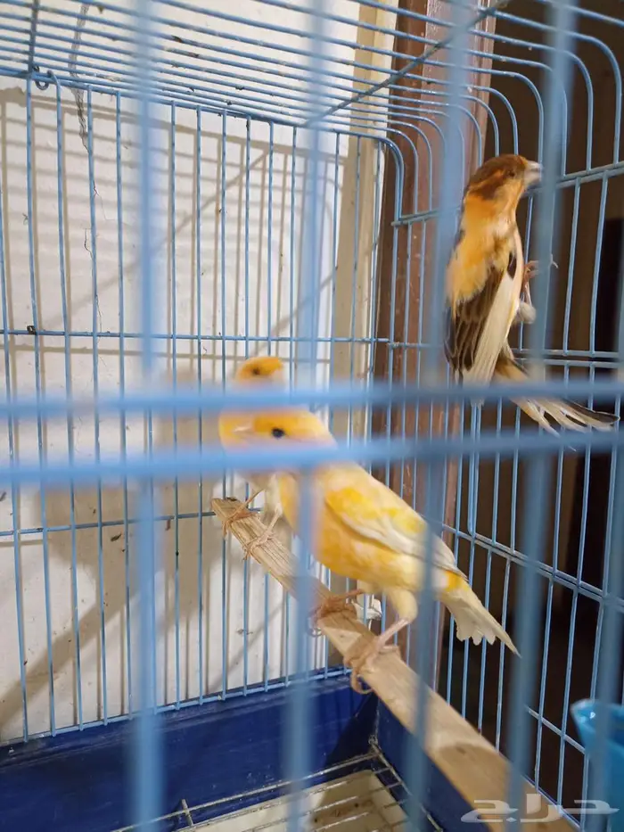 كناري سوري للبيع 2