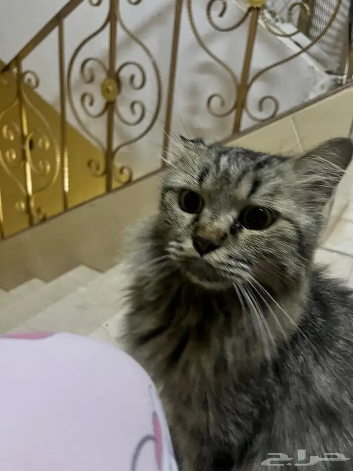 قطة للتبني 2