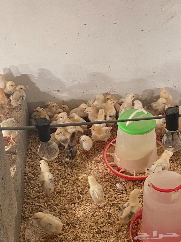 للبيع صوص دجاج 1