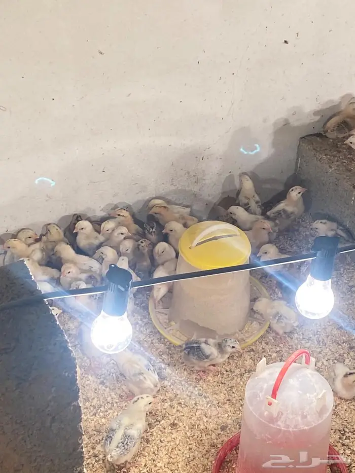 للبيع صوص دجاج 0