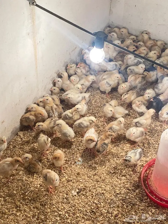 للبيع صوص دجاج 3