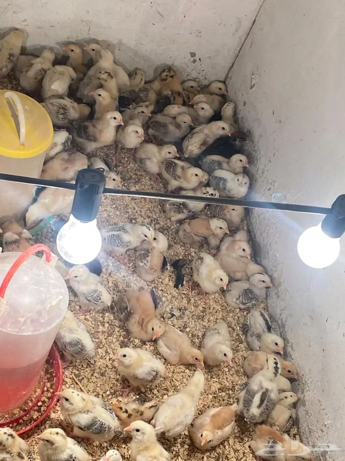 للبيع صوص دجاج 2