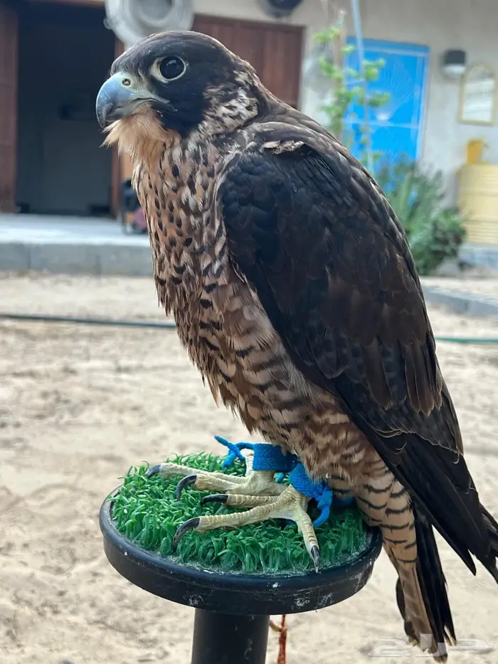 شاهين من شاهين 2