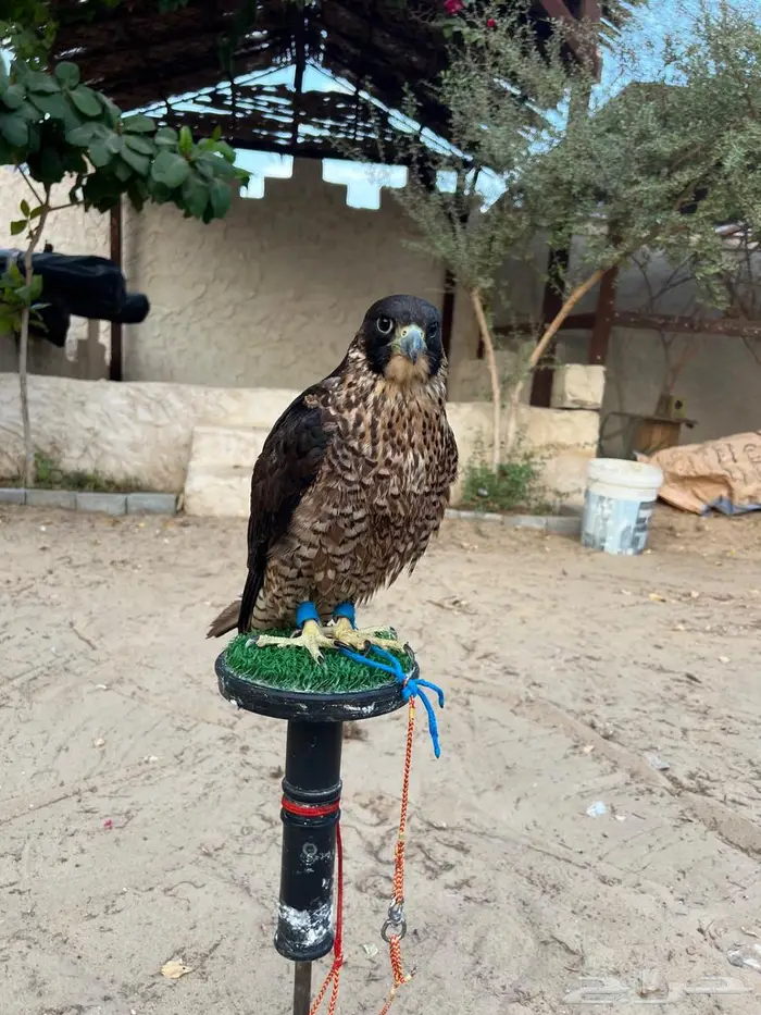 شاهين من شاهين 3