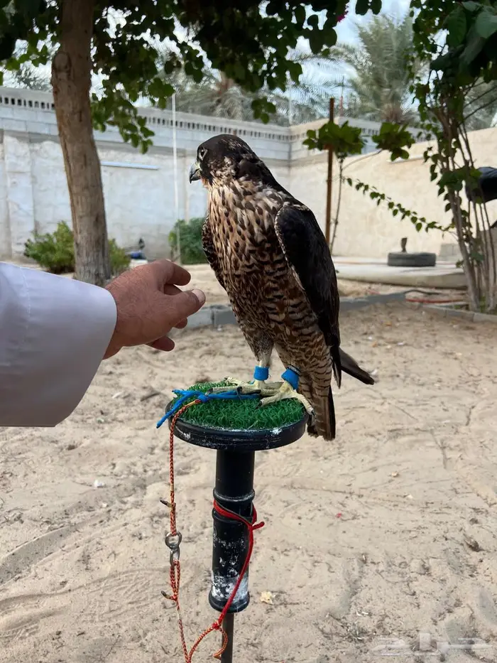 شاهين من شاهين 4