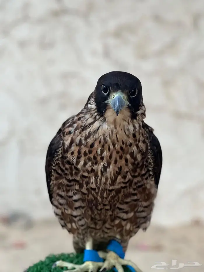 شاهين من شاهين 1