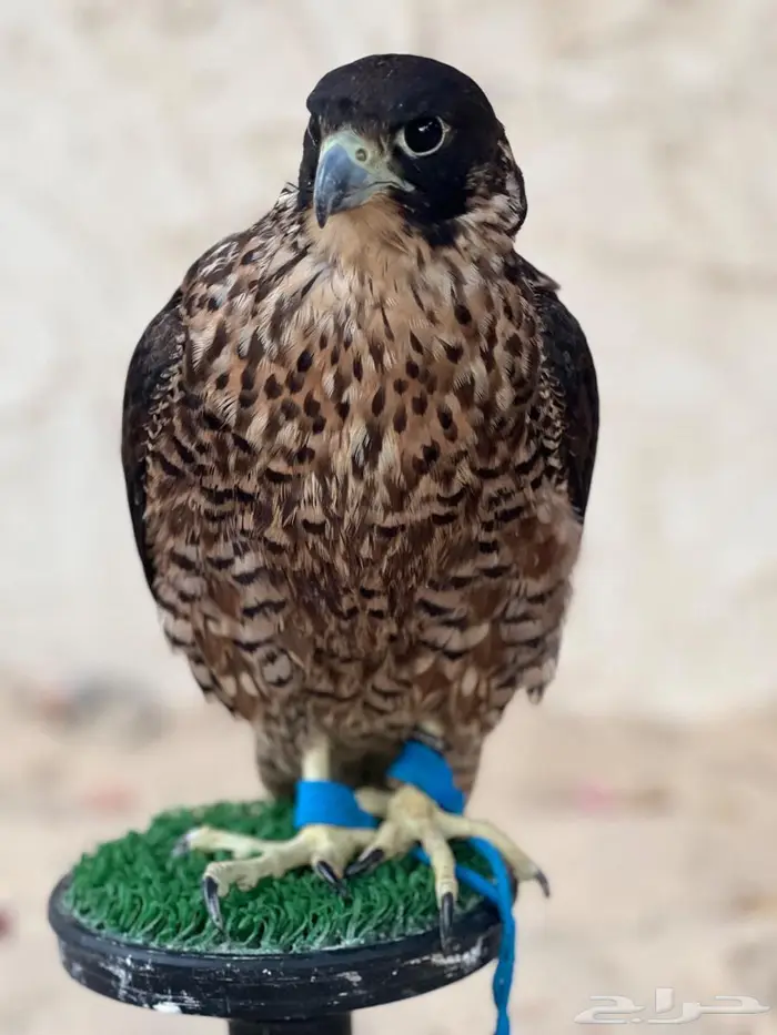 شاهين من شاهين 0