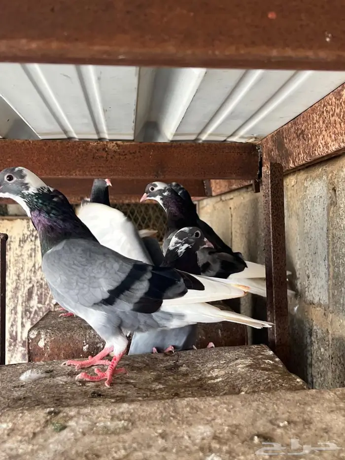 قطايف قطيفي ترثة قديمة الخكا 2