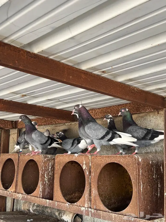 قطايف قطيفي ترثة قديمة الخكا 1