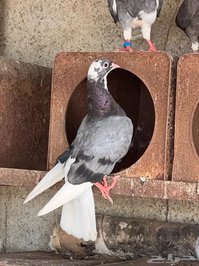 قطايف قطيفي ترثة قديمة الخكا 0