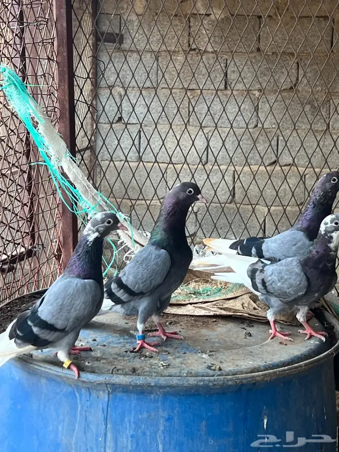 قطايف قطيفي ترثة قديمة الخكا 3